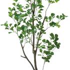 フェイクグリーン(高さ180cm フィカストライアンギュラス GLP-1570) 3枚目画像