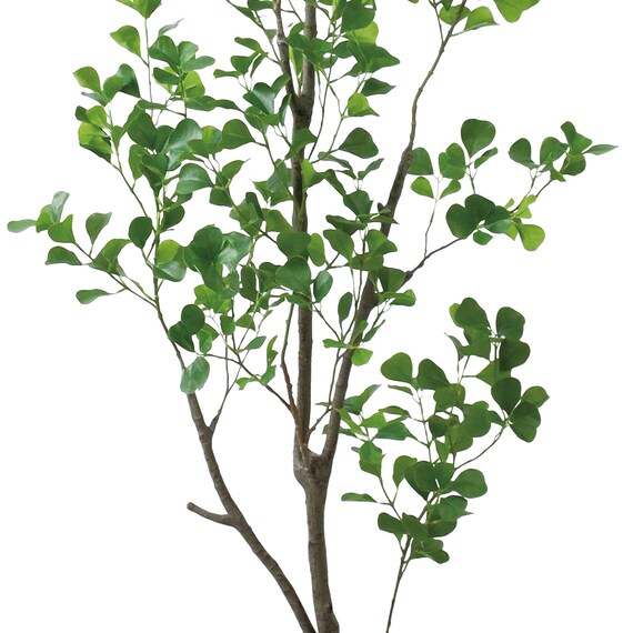 フェイクグリーン(高さ180cm フィカストライアンギュラス GLP-1570) 3枚目画像