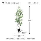 フェイクグリーン(高さ180cm フィカストライアンギュラス GLP-1570) 5枚目画像