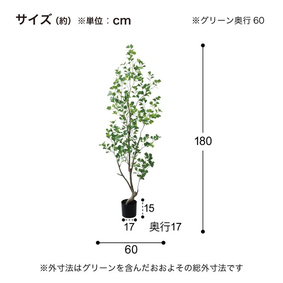 フェイクグリーン(高さ180cm フィカストライアンギュラス GLP-1570) 5枚目画像