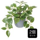 フェイクグリーン 2個セット(高さ19cm ペペロミアポット GLA-1591) 1枚目画像