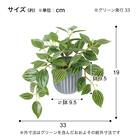 フェイクグリーン 2個セット(高さ19cm ペペロミアポット GLA-1591) 5枚目画像