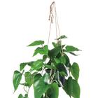 フェイクグリーン(ハンギングポット GLA-1559 フィロー) 2枚目画像