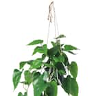 フェイクグリーン(ハンギングポット GLA-1559 フィロー) 2枚目画像