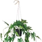 フェイクグリーン(ハンギングポット GLA-1560 クッカバラ) 2枚目画像