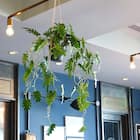 フェイクグリーン(ハンギングポット GLA-1560 クッカバラ) 4枚目画像