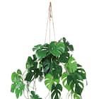 フェイクグリーン(ハンギングポット GLA-1561 ヒメモンス) 2枚目画像