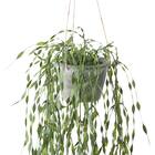 フェイクグリーン(ハンギングポット GLA-1530 ウィロー) 2枚目画像