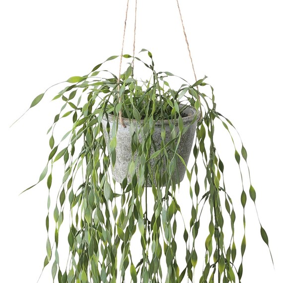 フェイクグリーン(ハンギングポット GLA-1530 ウィロー) 2枚目画像