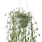 フェイクグリーン(ハンギングポット GLA-1530 ウィロー) 2枚目画像