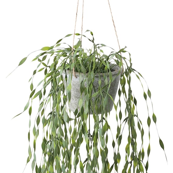 フェイクグリーン(ハンギングポット GLA-1530 ウィロー) 2枚目画像