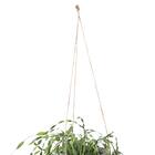 フェイクグリーン(ハンギングポット GLA-1530 ウィロー) 4枚目画像