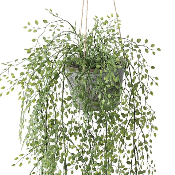 フェイクグリーン(ハンギングポット GLA-1531 ベビーリーフ) 2枚目画像