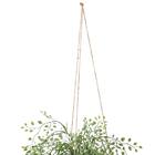 フェイクグリーン(ハンギングポット GLA-1531 ベビーリーフ) 4枚目画像