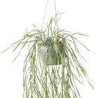 フェイクグリーン(ハンギングポット GLA-1532 リプサリス) 2枚目画像