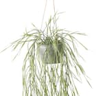 フェイクグリーン(ハンギングポット GLA-1532 リプサリス) 2枚目画像