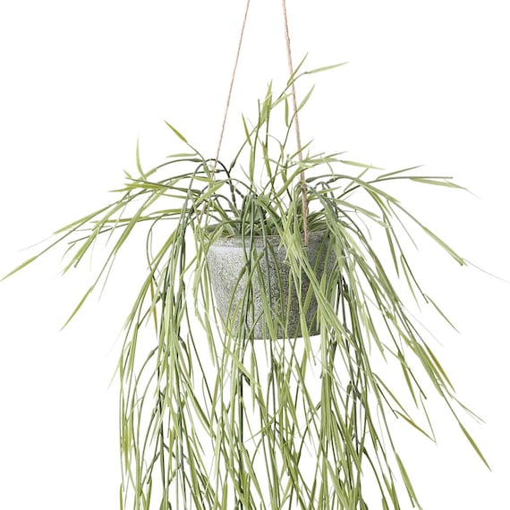 フェイクグリーン(ハンギングポット GLA-1532 リプサリス) 2枚目画像