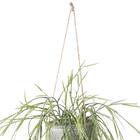 フェイクグリーン(ハンギングポット GLA-1532 リプサリス) 4枚目画像