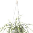 フェイクグリーン(ハンギングポット GLA-1532 リプサリス) 4枚目画像