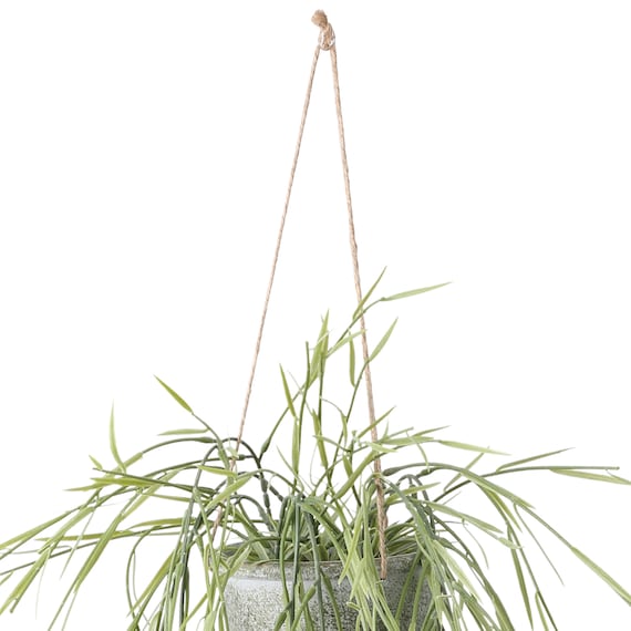 フェイクグリーン(ハンギングポット GLA-1532 リプサリス) 4枚目画像