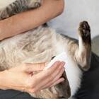 きえーるペット用 280ML 5枚目画像