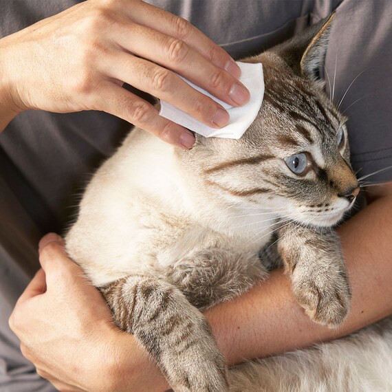 きえーるペット用 280ML 6枚目画像