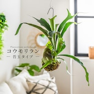 【観葉植物】ネザーランド(苔玉)