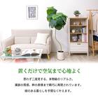 フェイクグリーン 155cm (ウンベラータ SN) 2枚目画像