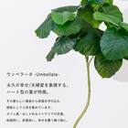 フェイクグリーン 155cm (ウンベラータ SN) 3枚目画像