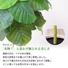 フェイクグリーン 155cm (ウンベラータ SN) 4枚目画像