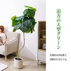 フェイクグリーン 155cm (ウンベラータ SN) 5枚目画像