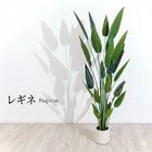 大型フェイクグリーン 195cm (レギネ SN) 1枚目画像