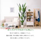 大型フェイクグリーン 195cm (レギネ SN) 2枚目画像