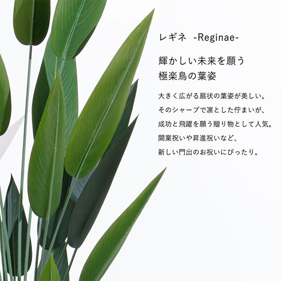 大型フェイクグリーン 195cm (レギネ SN) 3枚目画像