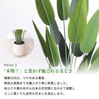 大型フェイクグリーン 195cm (レギネ SN) 4枚目画像