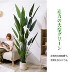 大型フェイクグリーン 195cm (レギネ SN) 5枚目画像