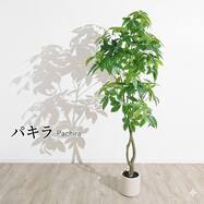 大型フェイクグリーン 195cm (パキラ SN)