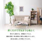 大型フェイクグリーン 195cm (パキラ SN) 2枚目画像