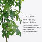 大型フェイクグリーン 195cm (パキラ SN) 3枚目画像