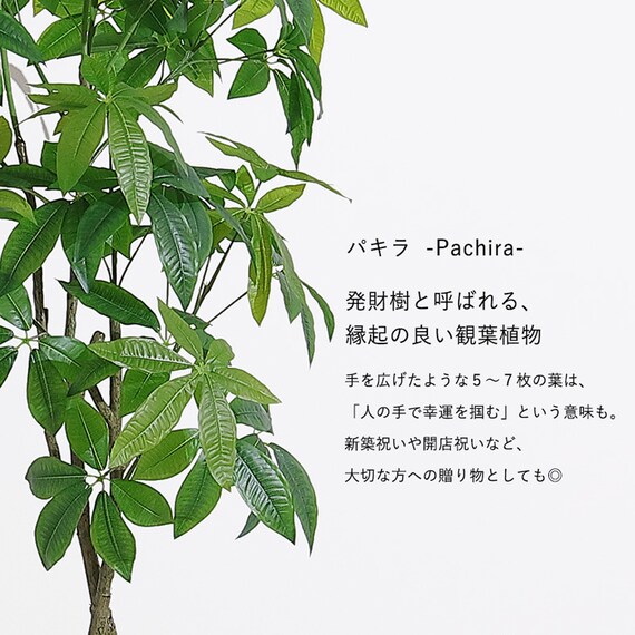 大型フェイクグリーン 195cm (パキラ SN) 3枚目画像