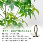 大型フェイクグリーン 195cm (パキラ SN) 4枚目画像