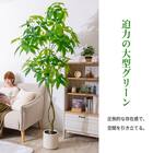 大型フェイクグリーン 195cm (パキラ SN) 5枚目画像