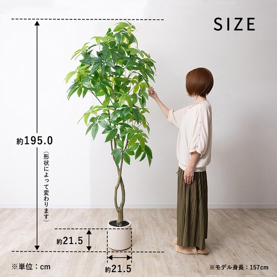 大型フェイクグリーン 195cm (パキラ SN) 13枚目画像