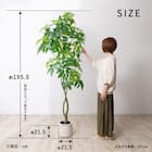 大型フェイクグリーン 195cm (パキラ SN) 13枚目画像