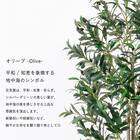 大型フェイクグリーン 195cm (オリーブ SN) 3枚目画像