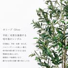 大型フェイクグリーン 195cm (オリーブ SN) 3枚目画像