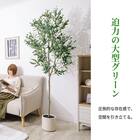 大型フェイクグリーン 195cm (オリーブ SN) 5枚目画像