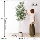 大型フェイクグリーン 195cm (オリーブ SN) 13枚目画像