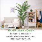 大型フェイクグリーン 200cm (ヤシの木 SN) 2枚目画像
