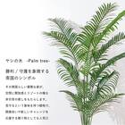 大型フェイクグリーン 200cm (ヤシの木 SN) 3枚目画像